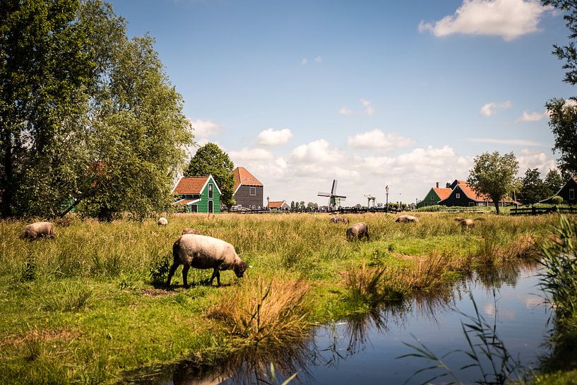 Schapen, Zaanse Schans van Okko Meijer