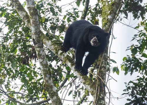 Spectacled bear rests in tree