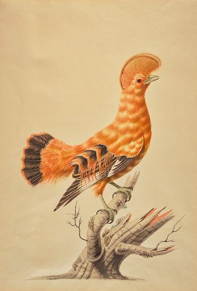 Orange Rockcock by Richards Fine Art