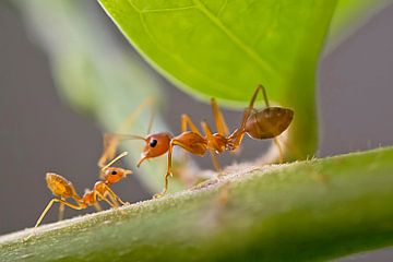 Working ants van BL Photography