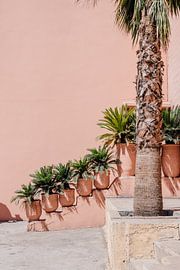 Palms in Morocco | Moroccan travel photography