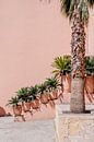 Palms in Morocco | Moroccan travel photography by Yaira Bernabela thumbnail