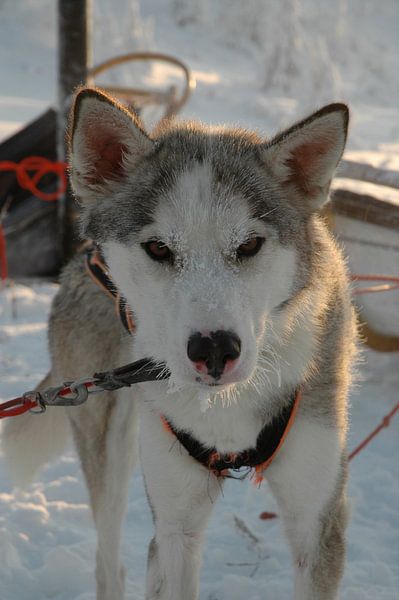 Schlittenhund von Barbara Koppe