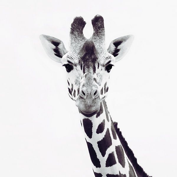 Giraffe Close-Up Elegance by Monika Strigel