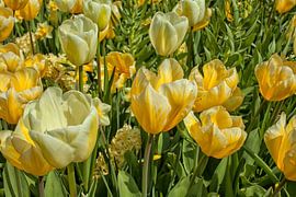 Field of flowers with yellow tulips and daffodils