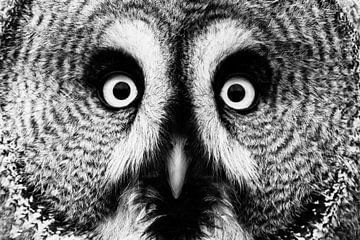 Portrait great grey owl von Larissa Rand