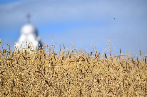 Een veld van tarwe en haver in de herfst