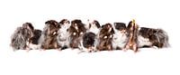 Hamsters von Joke Beers-Blom Miniaturansicht