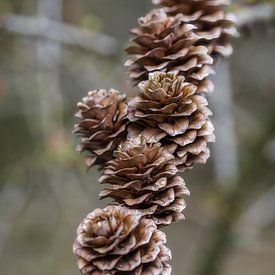 Larch pine cones in autumn by Mart Houtman