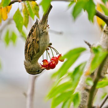 sparrow snacking on cherries