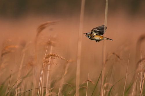 Série Phragmite des roseaux
