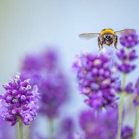 insect bij afgaande op een lavendel bos van Evelien van der Horst