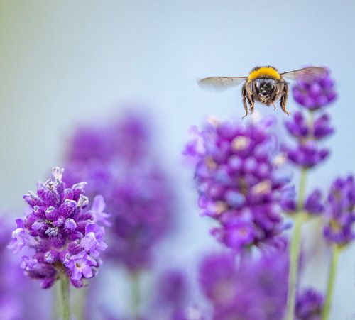 Insekt in einem Lavendelwald