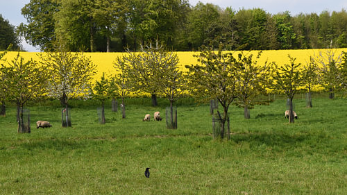 Sheep and Rapeseed 1