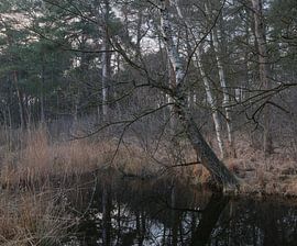 Dwingelderveld - Drenthe (Netherlands) by Marcel Kerdijk