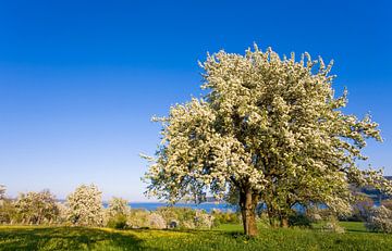 Bloeiende appelboom bij het Bodenmeer van Werner Dieterich