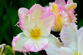 Weiße Tulpe mit rosa Akzenten