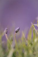 Purple Splendor