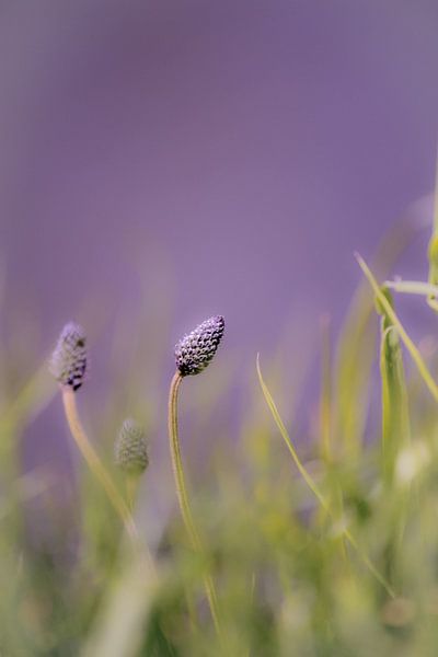 Purple Splendor by Sonja Onstenk