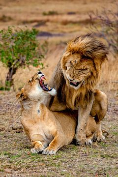Löwenpaarung