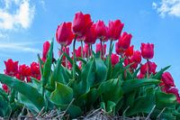 Red Tulips