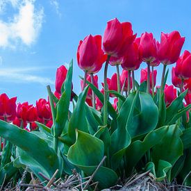Rote Tulpen von Martyn Buter