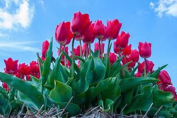 Red Tulips van Martyn Buter