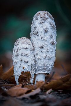 Mushroom partners by Jayzon Photo