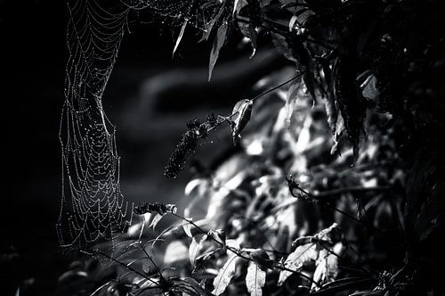 Spinnenweb in zwart / wit