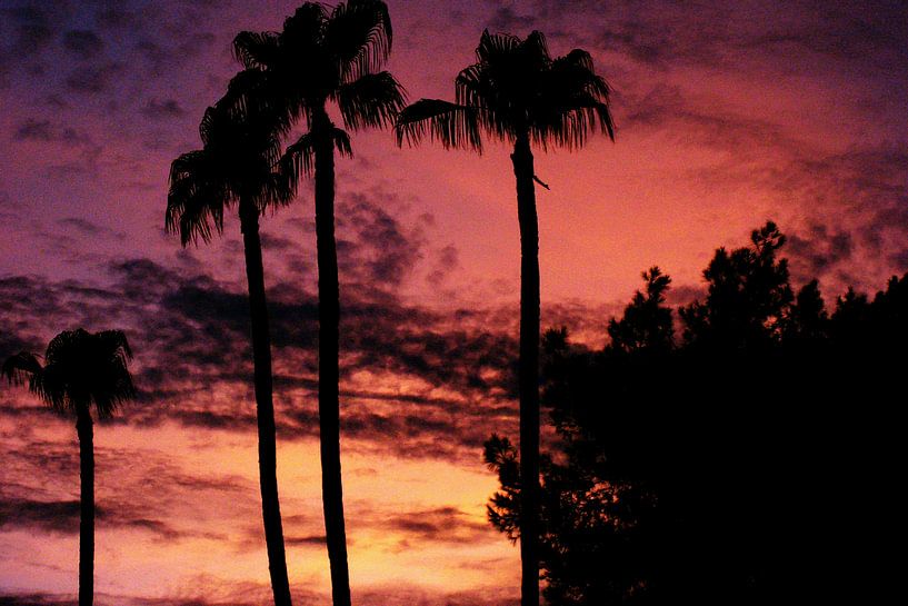 Palm Trees Purple Sky II by Walljar
