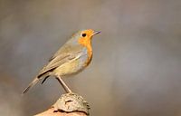Roodborst - Red robin