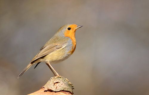 Roodborst - Red robin