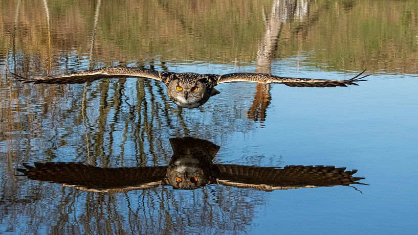 Hibou par Pascalle Sloep