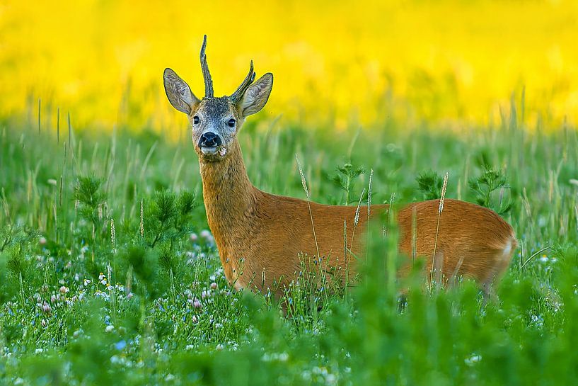 Alter Rehbock steht an einem Sommer Morgen auf einer Wiese mit Blumen und Kräutern von Mario Plechaty Photography