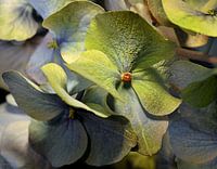 Hortensie