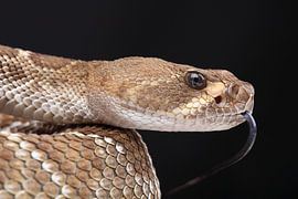 Rode Diamantratelslang (Crotalus ruber) van Ronald Pol