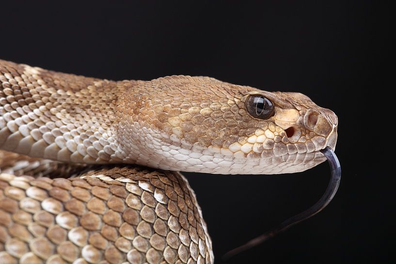 Rote Diamant-Klapperschlange (Crotalus ruber) von Ronald Pol