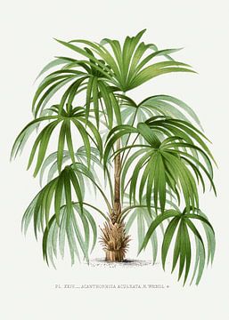 Palm plant | Acanthorhiza Aculeata by Peter Balan