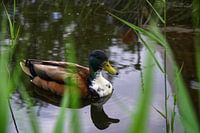 Photo of a duck in the water