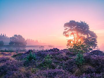 Dutch Morning. by snippephotography