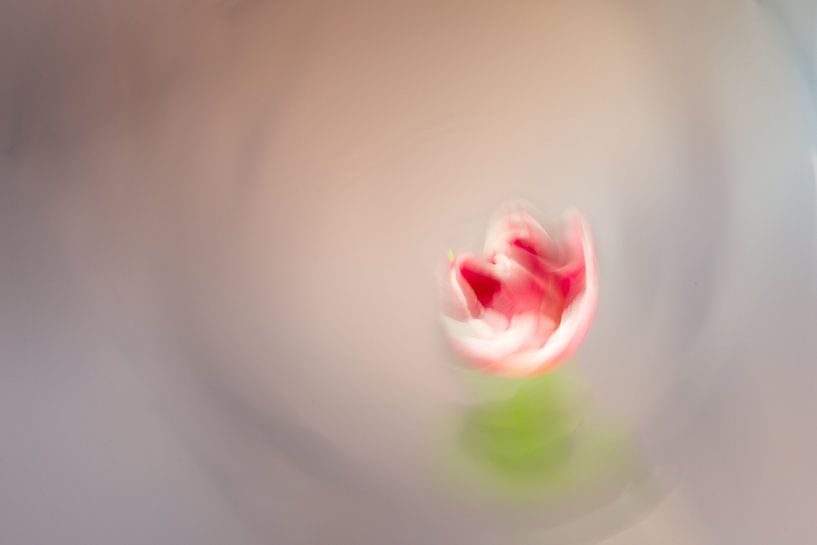 Herinneringen aan een tulp.. van Pascal Raymond Dorland