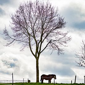 Wiese mit Pferd und Baum von Wesley Hendriks