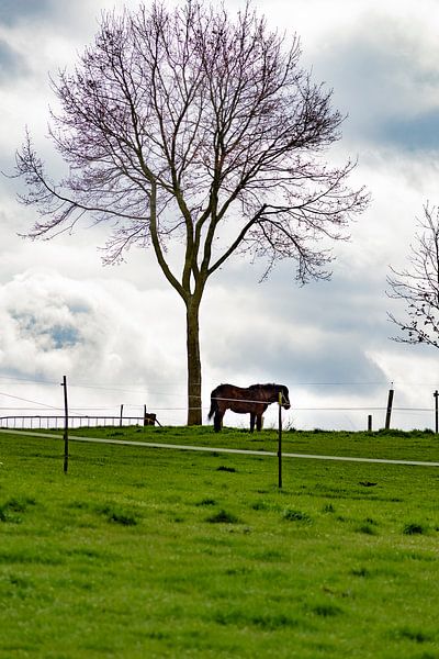 Meadow with horse and tree by Wesley Hendriks