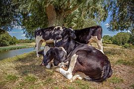 Zeeland's cows by Lisette van Peenen