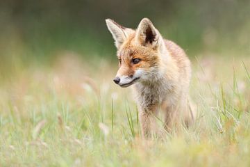 Jungfuchs von Pim Leijen