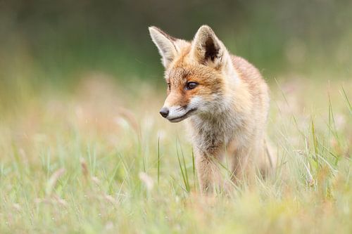 young fox