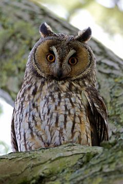 Long-eared owl by Menno Schaefer