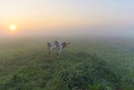 Kuh im nebligen Polder von Remco Van Daalen Miniaturansicht