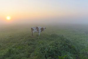 Vache dans un polder brumeux sur Remco Van Daalen