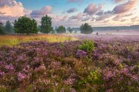 Morning mood in the Lüneburg Heath